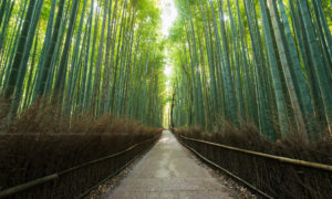 Arashiyama - Bamboo Forest